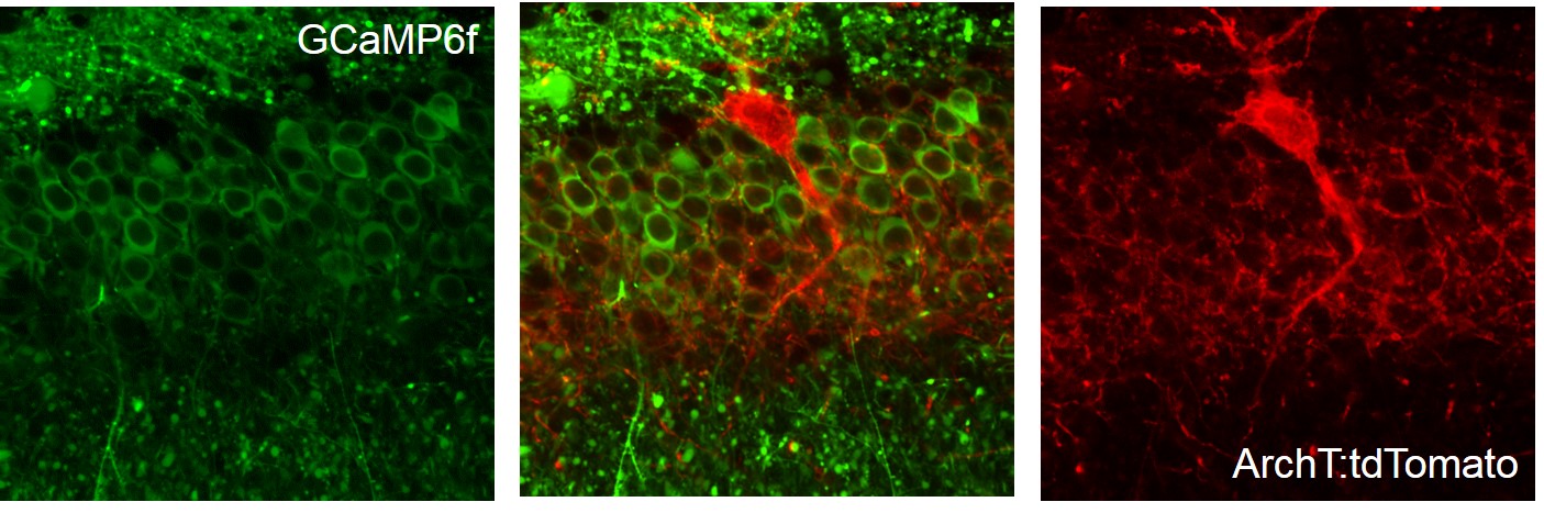 GCaMP6f + ArchT.TdTomato in PV cells - Goldberg NeuroLab